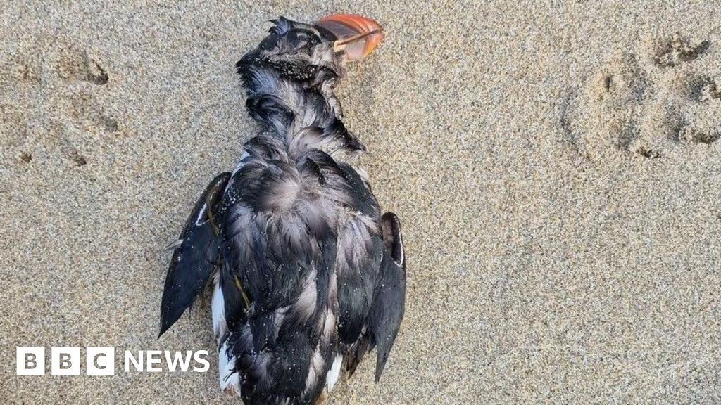 UK Puffins in peril as winter storms threaten mass seabird 'wreck'