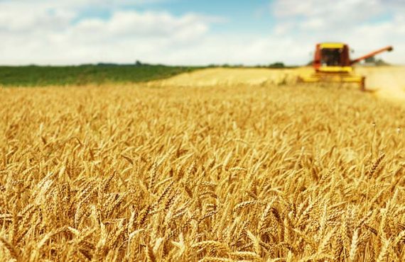 Freeze Concern Hits Wheat Farms