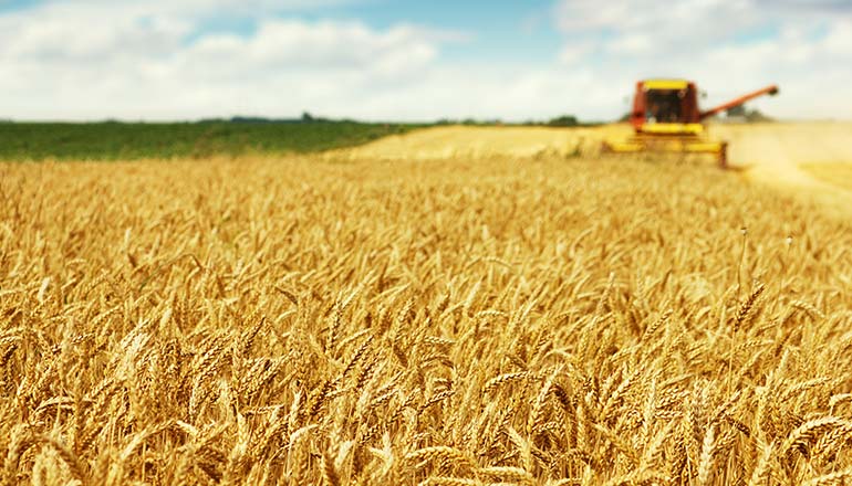 Freeze Concern Hits Wheat Farms