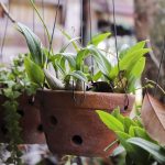 How to Plant a Succulent