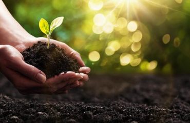 Planting Spring Plant