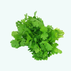 Coriander