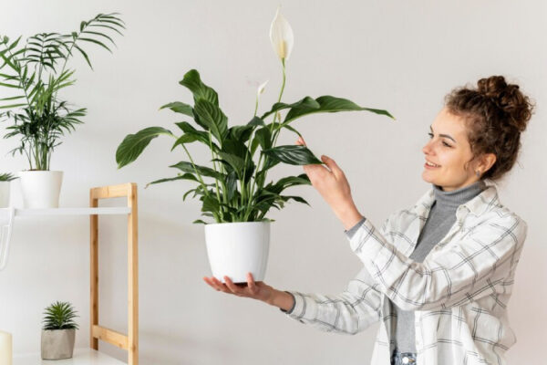 Plant Display