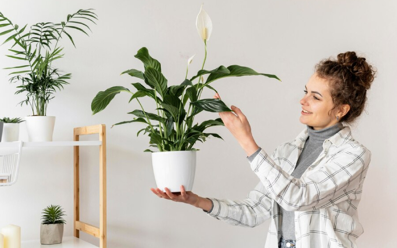 Plant Display