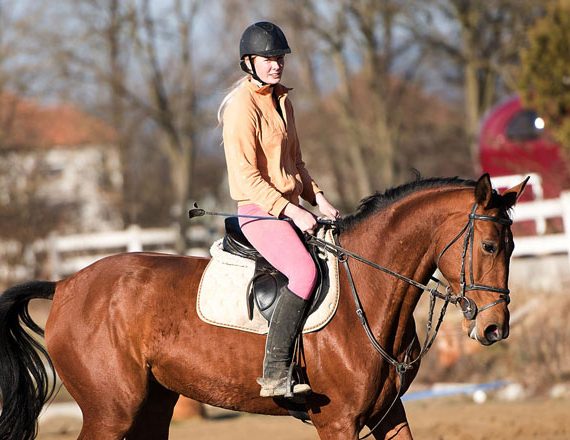Horses School