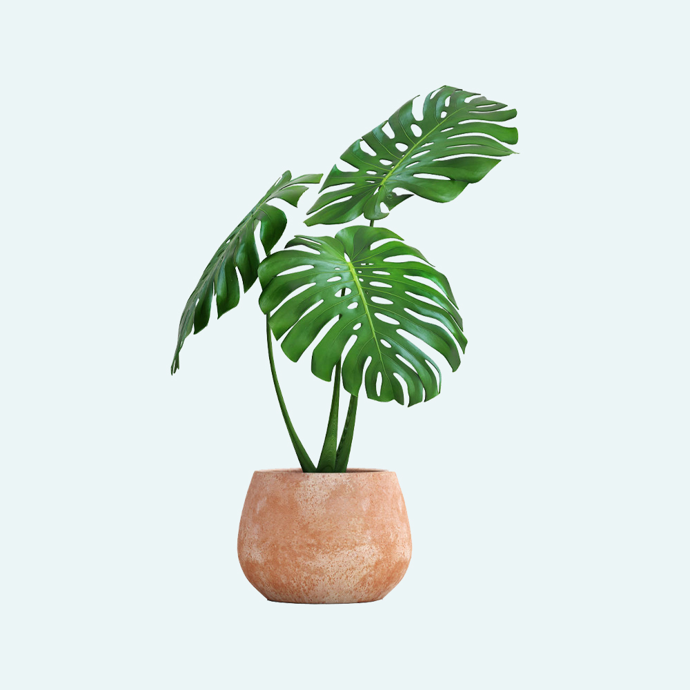 Black-Eyed Susan - Image 2