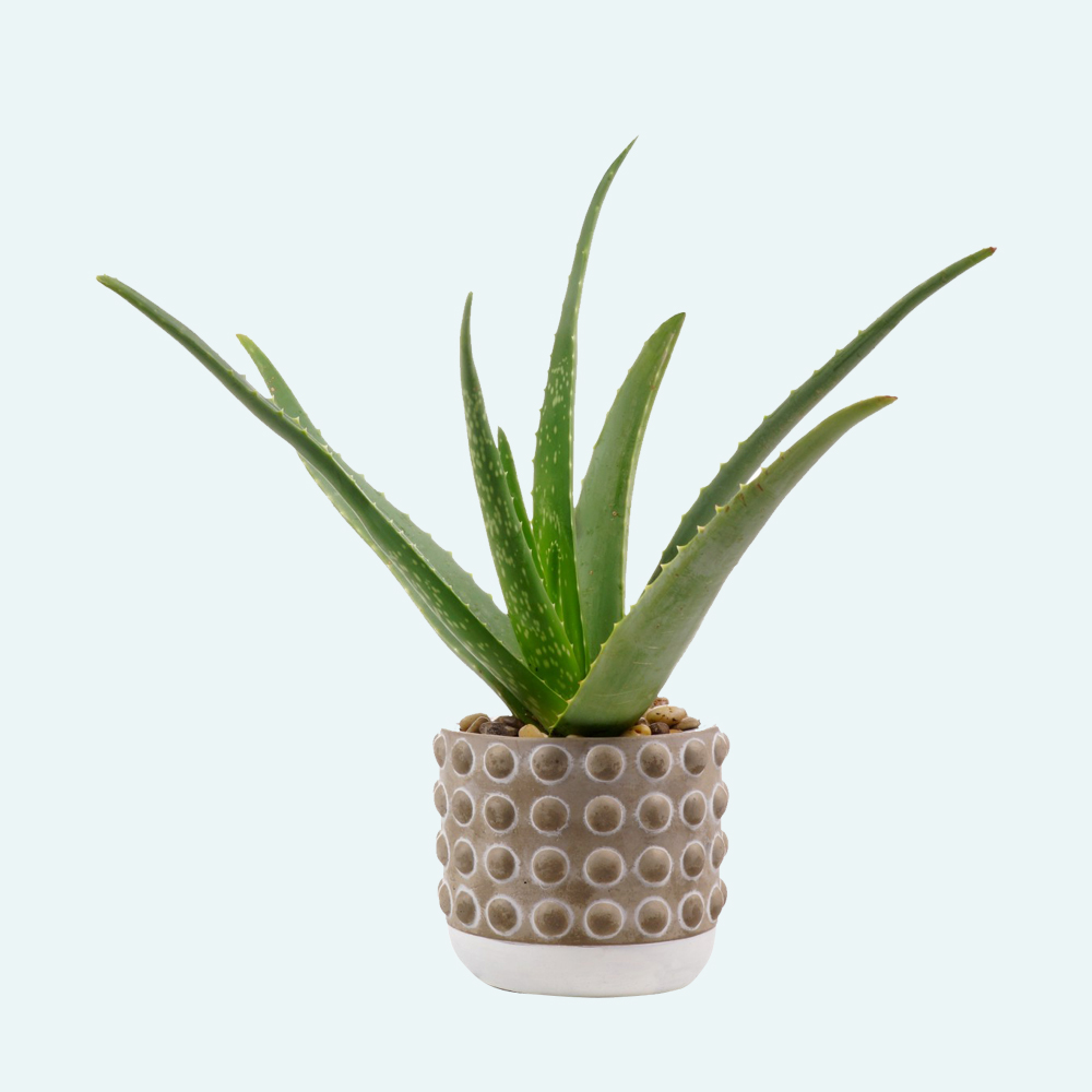 Adonis Plants - Image 2