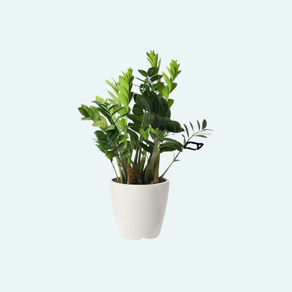 Alberta Spruce - Image 2