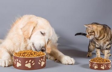 At vero eos et accusamus