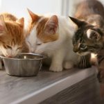 Itaque earum rerum hic