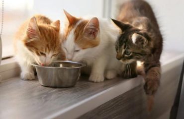 Itaque earum rerum hic