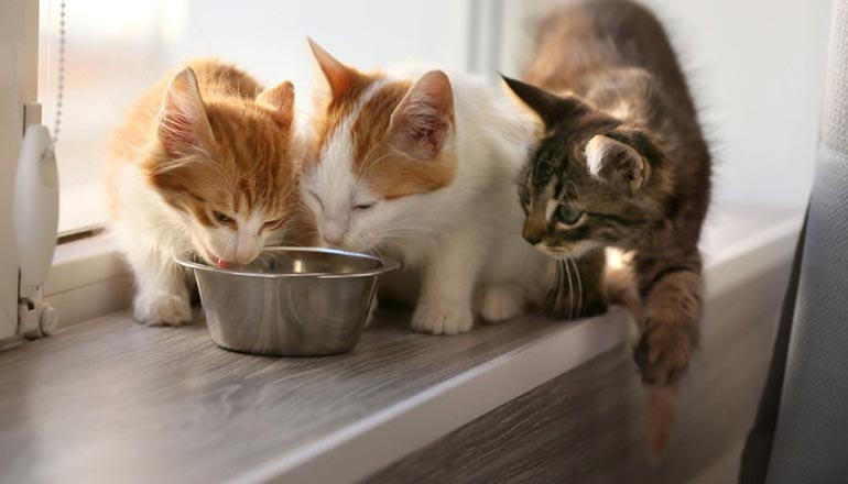 Itaque earum rerum hic