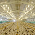 The Happy Chicken Coop