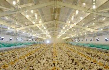 The Happy Chicken Coop