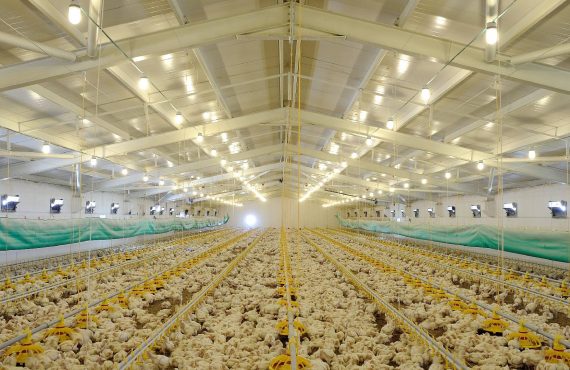 The Happy Chicken Coop