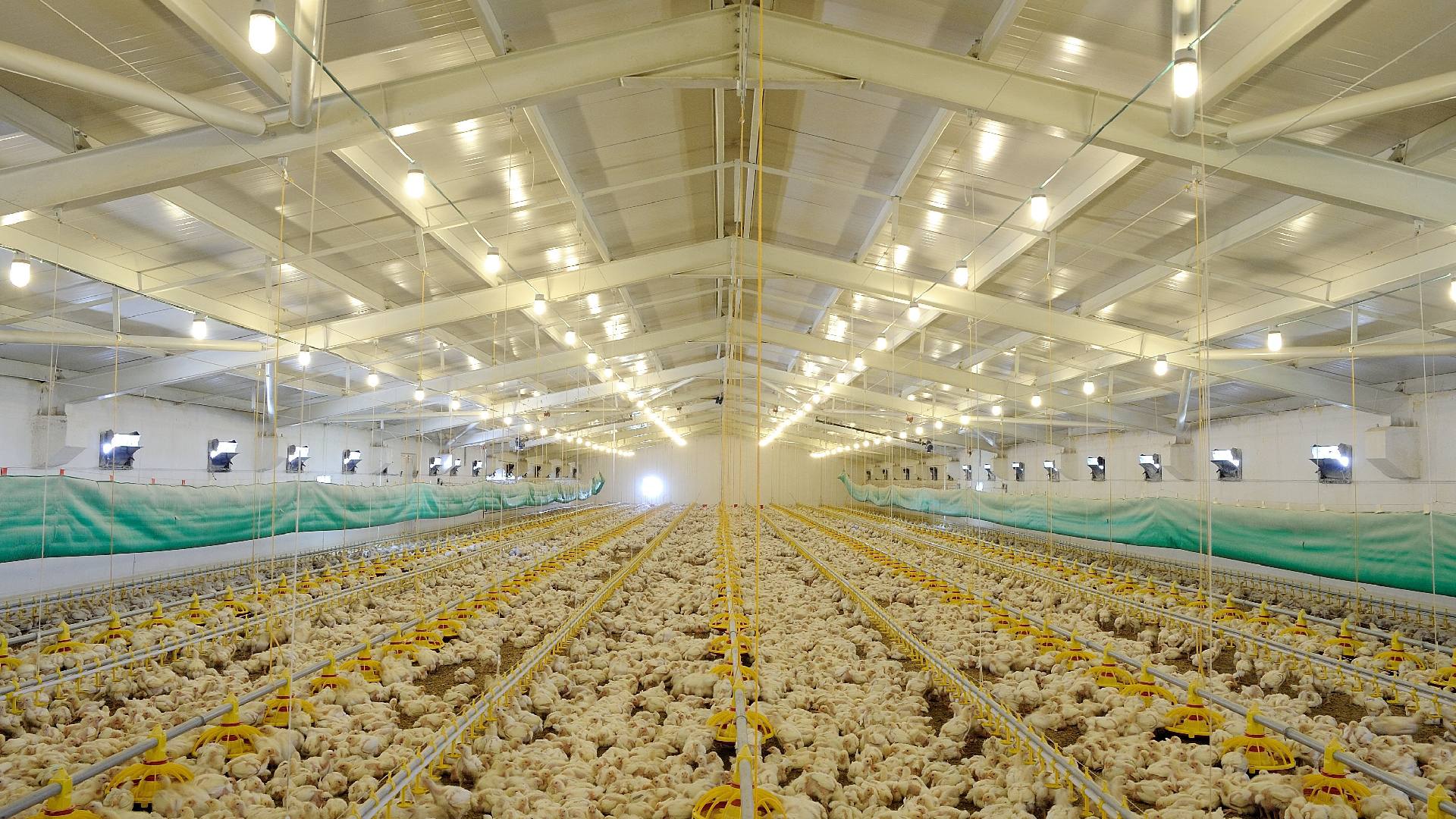 The Happy Chicken Coop