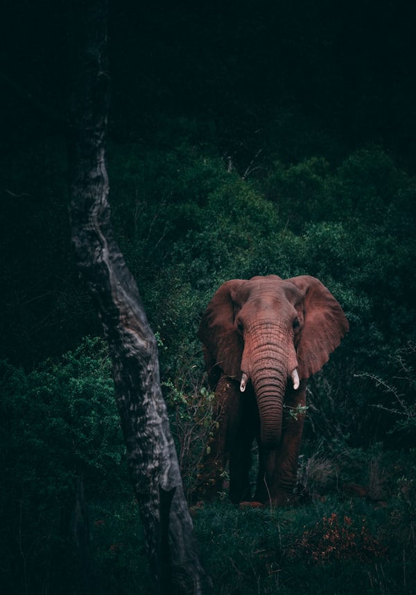 Safari