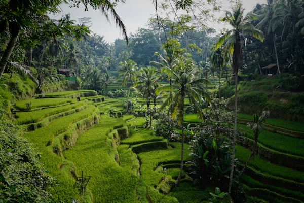 Bali rice