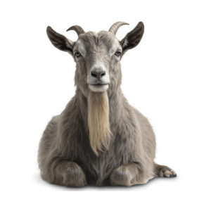 Goats