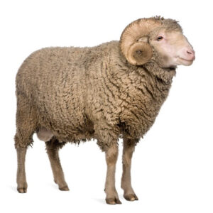 Sheep