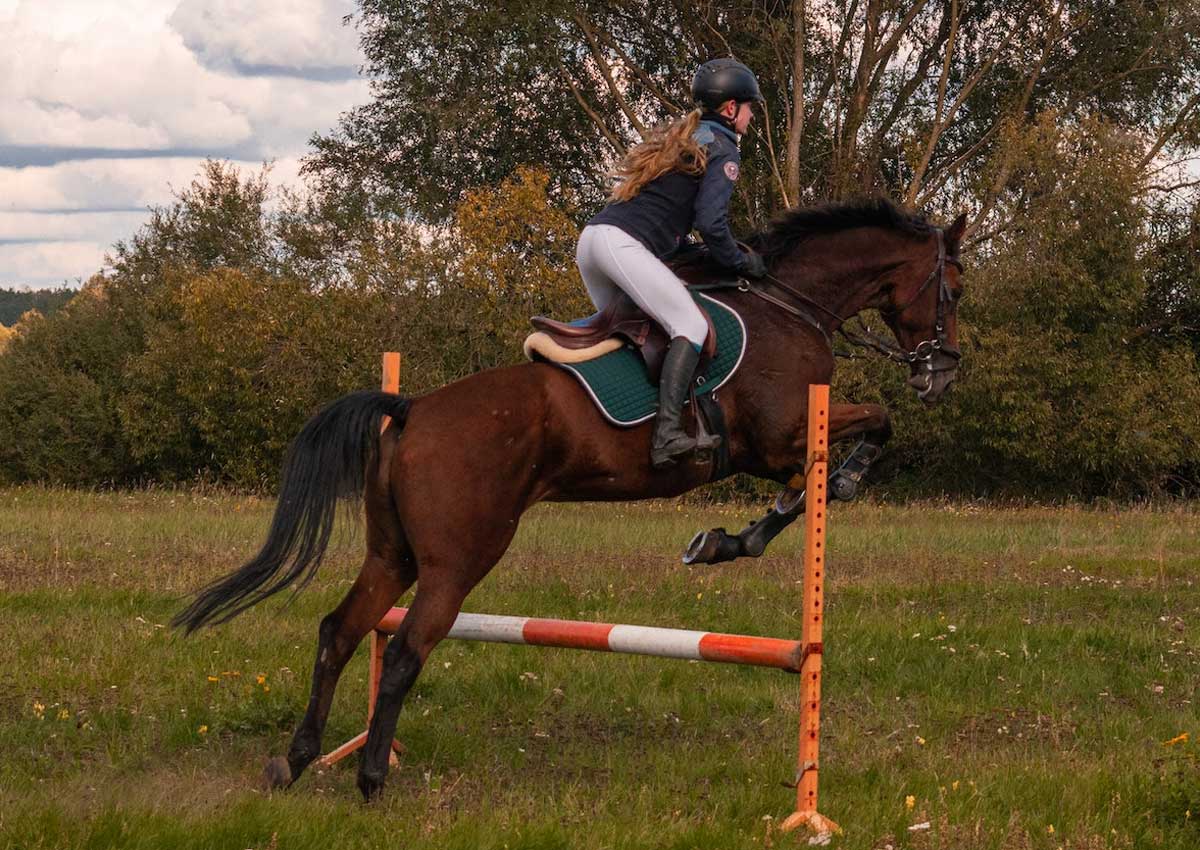 Morbi mollis sapien id venenatis feugiat